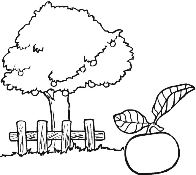 660x591 Apple Coloring Pages For Preschoolers 360coloringpages