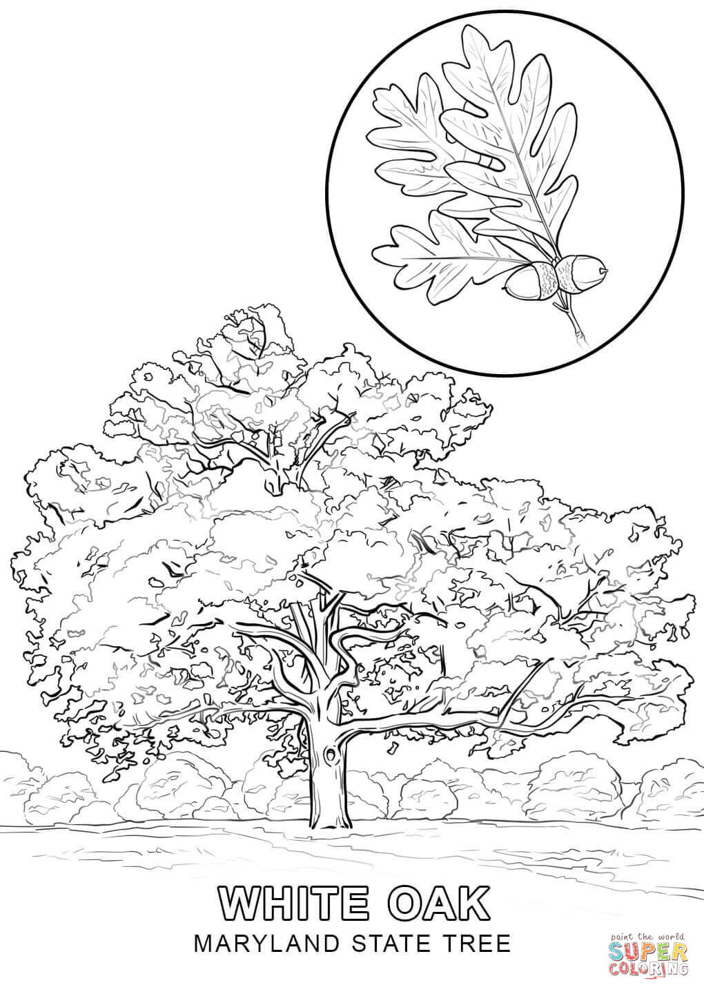 1020x1440 Maryland State Tree Coloring Page Free Printable Pages Ripping Acpra