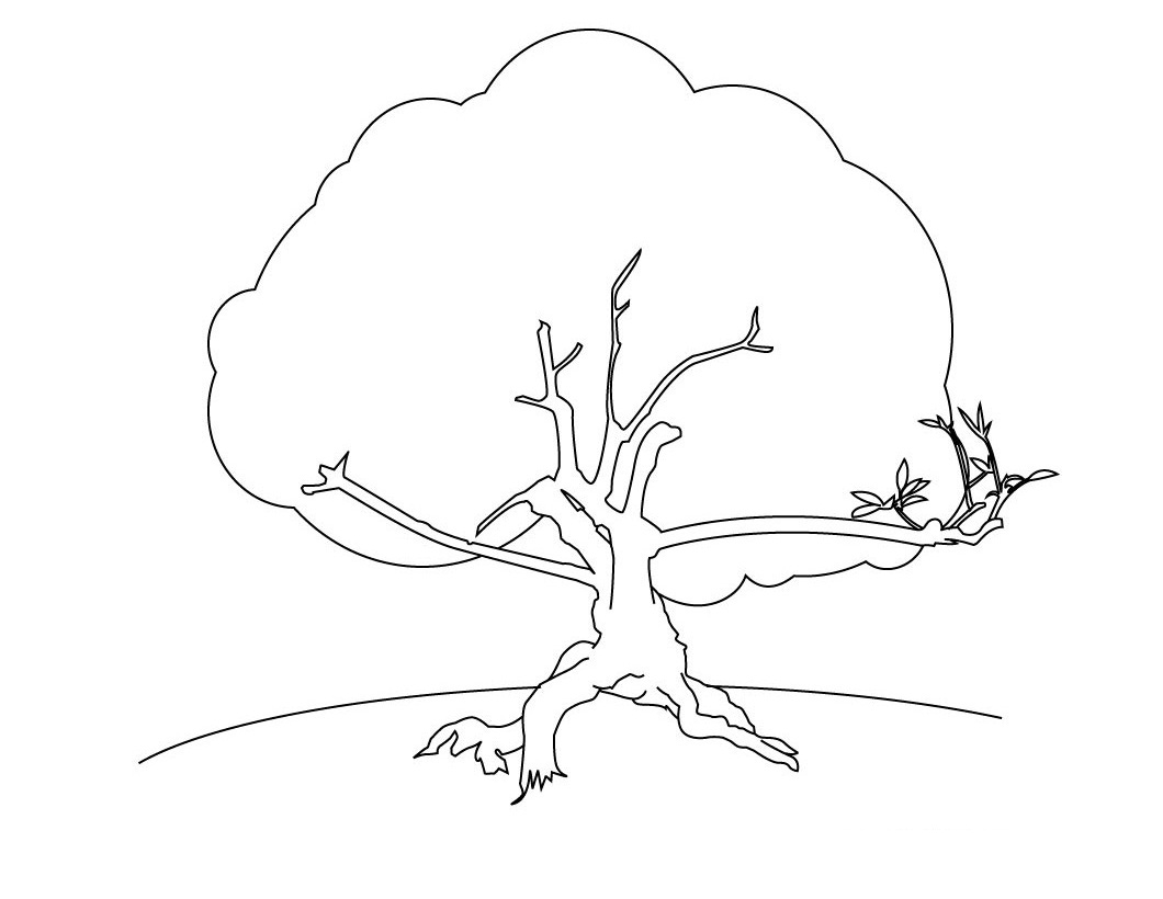1060x820 Dazzling Design Ideas Tree Coloring Pages For Adults With Roots