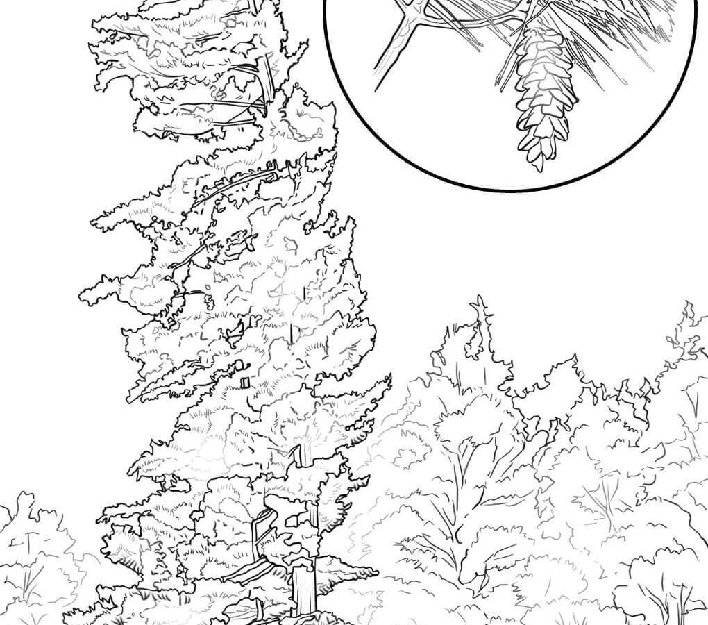 1020x900 Printable Tree Coloring Pages For Kids Of House Plants And Pecan