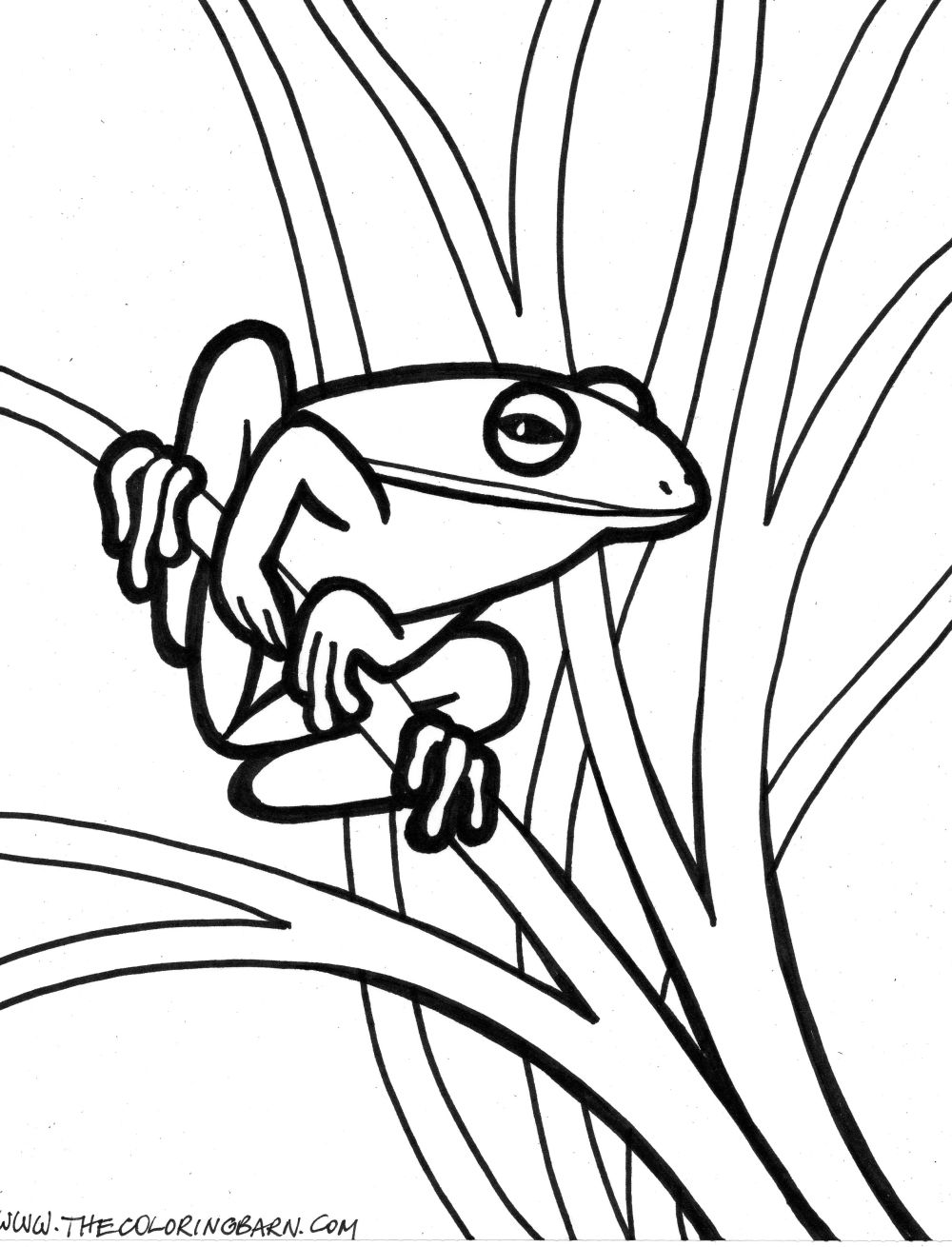 Skill Realistic Frog Coloring Pages Clipart Pa 1000x1310 Skill Realistic Frog Coloring Pages Clipart Pa