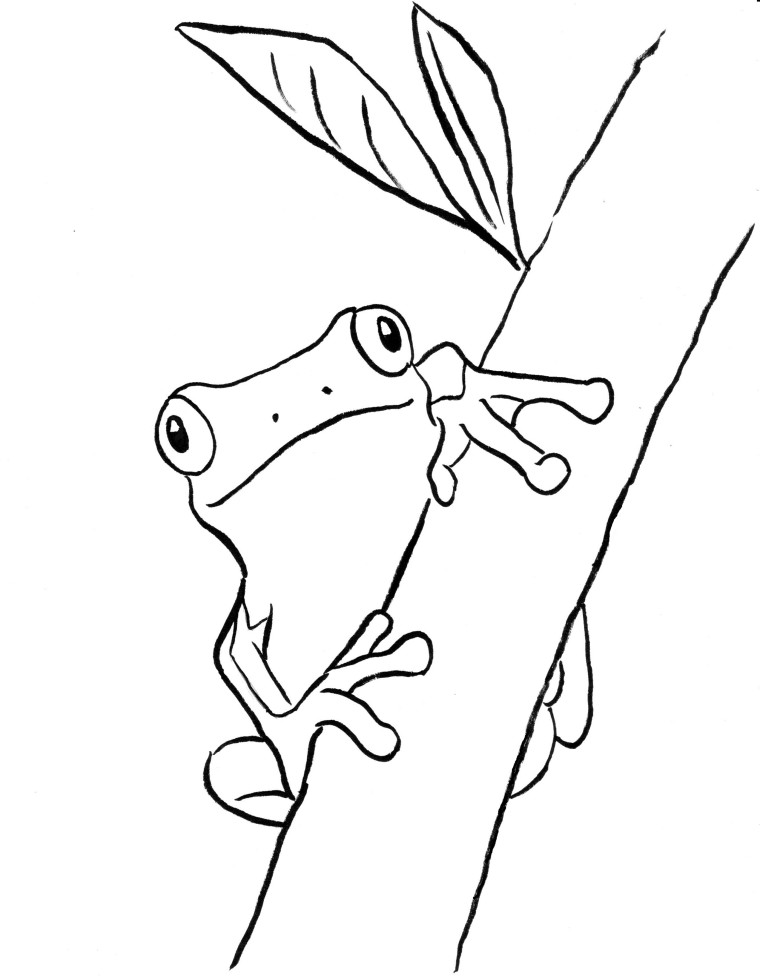 Tree Frog Coloring Page 760x976 Tree Frog Coloring Page