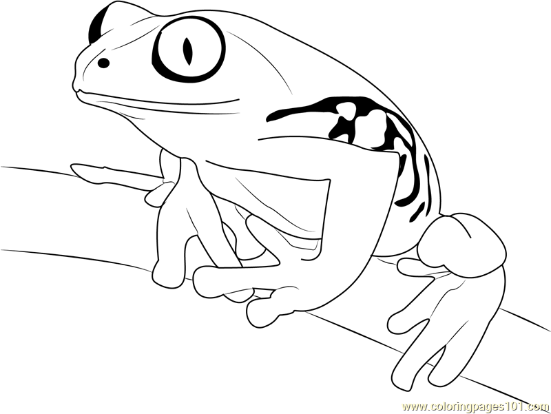 Tree Frog On Branch Coloring Page 800x601 Tree Frog On Branch Coloring Page