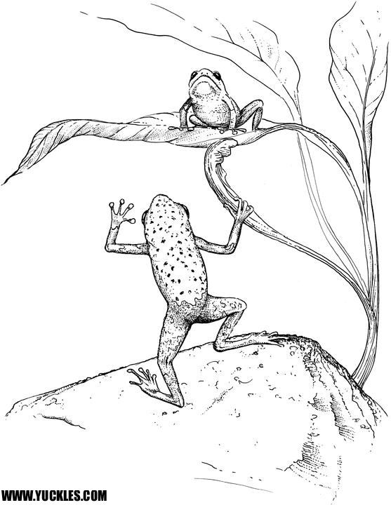 Tree Frog Coloring Page By Yuckles! 557x720 Tree Frog Coloring Page By Yuckles!