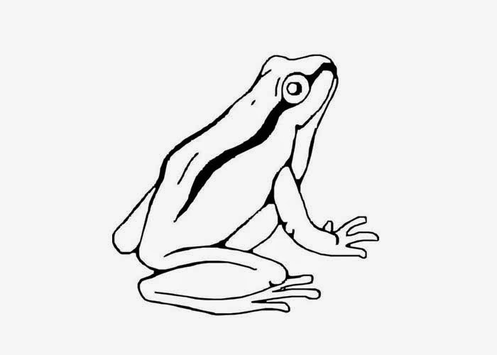 Tree Frog Coloring Pages Free Coloring Pages And Coloring Books 700x500 Tree Frog Coloring Pages Free Coloring Pages And Coloring Books