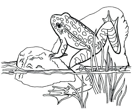 Coloring Red Eyed Tree Frog Coloring Page Pages Frogs And Toad 569x450 Coloring Red Eyed Tree Frog Coloring Page Pages Frogs And Toad