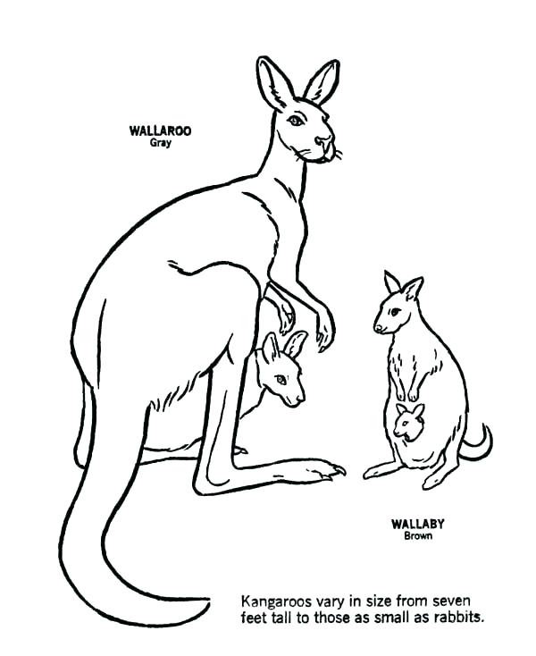 Kangaroo Coloring Pages Kangaroo Coloring Page Baby Kangaroo 600x734 Kangaroo Coloring Pages Kangaroo Coloring Page Baby Kangaroo