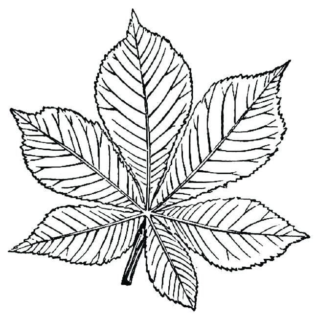 Printable Leaves Coloring Pages Autumn Leaves Coloring Pages 650x650 Printable Leaves Coloring Pages Autumn Leaves Coloring Pages