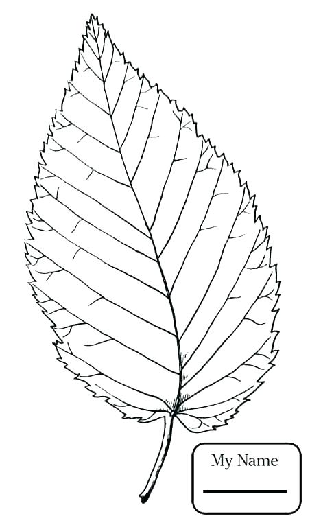 Tree Leaves Coloring Pages Tree Leaves Coloring Pages Trees Leaves 452x765 Tree Leaves Coloring Pages Tree Leaves Coloring Pages Trees Leaves