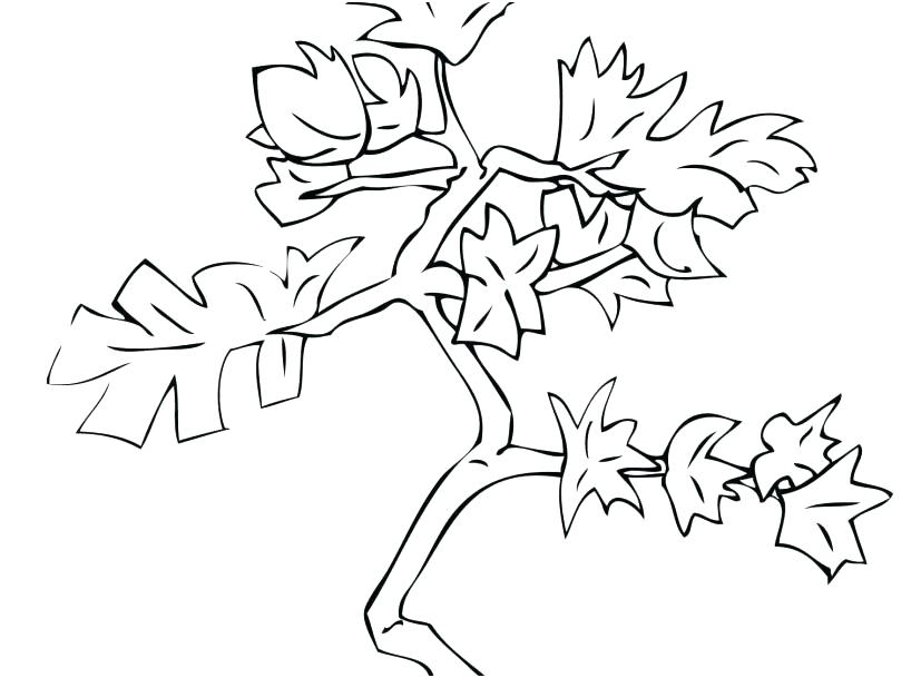 Coloring Pages Of Trees With Leaves Sendflare.co 827x609 Coloring Pages Of Trees With Leaves Sendflare.co