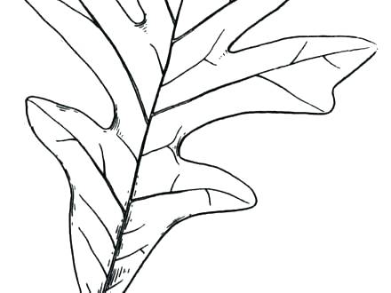 Leaf Coloring Pages For Adults 440x330 Leaf Coloring Pages For Adults