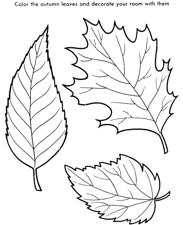 Charming Tree Without Leaves Coloring Page Leaf Palm Tree Leaves 600x734 Charming Tree Without Leaves Coloring Page Leaf Palm Tree Leaves