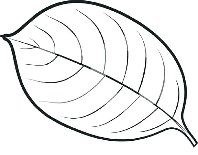 Coloring Pages Of Leaves Leaf Coloring Template Coloring Page 630x493 Coloring Pages Of Leaves Leaf Coloring Template Coloring Page