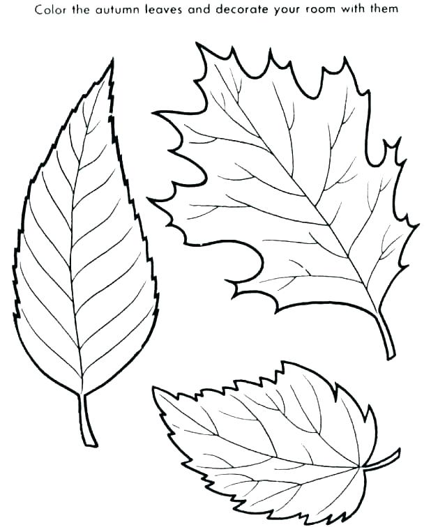Coloring Pages Of Leaves Printable Leaves Coloring Pages Leaf 618x756 Coloring Pages Of Leaves Printable Leaves Coloring Pages Leaf