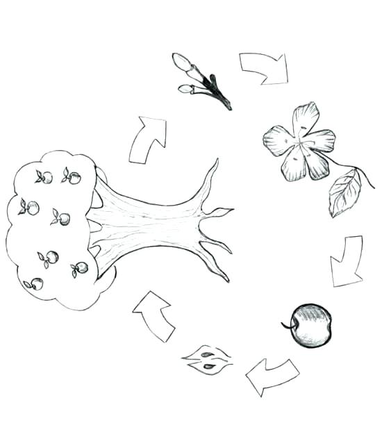 Tree Of Life Coloring Pages Apple Tree Coloring Page Apple Tree 550x645 Tree Of Life Coloring Pages Apple Tree Coloring Page Apple Tree