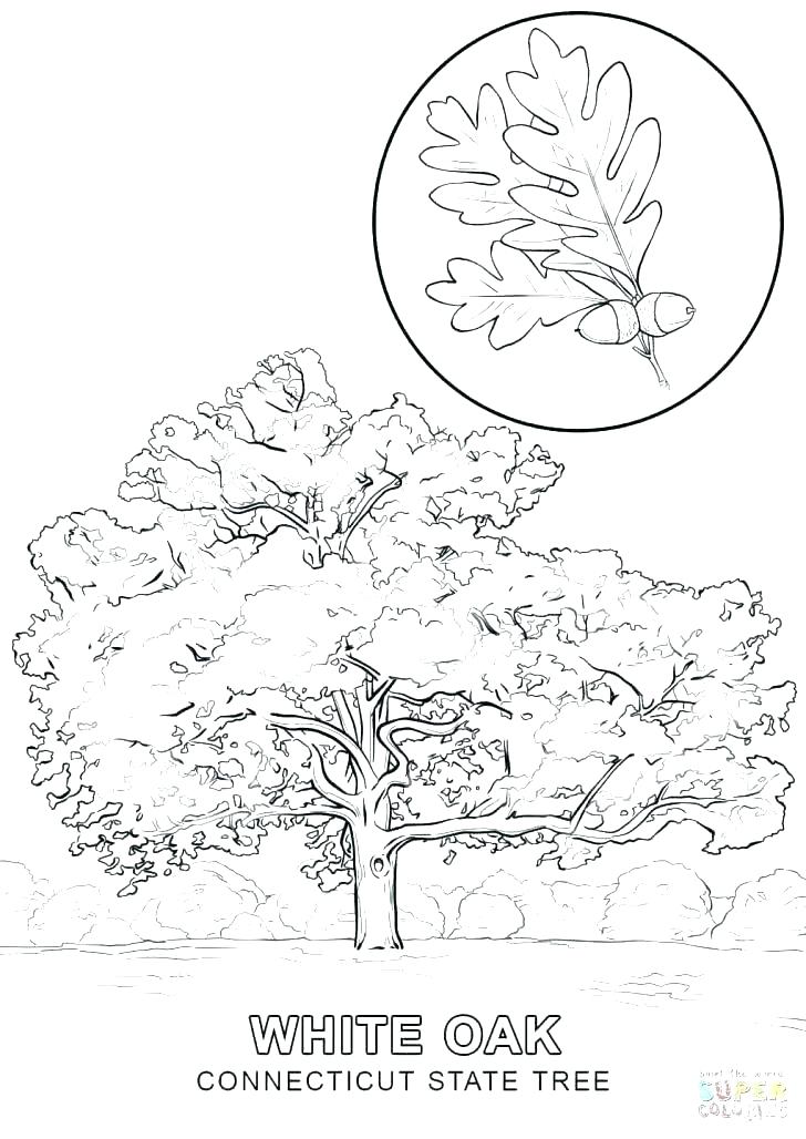 Leaves For Coloring 728x1028 Leaves For Coloring