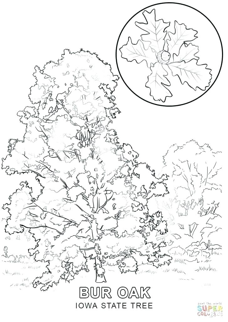 Picture Of Tree To Color Family Tree Coloring Pages Printable Free 728x1028 Picture Of Tree To Color Family Tree Coloring Pages Printable Free