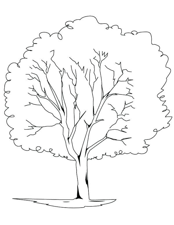 Tree Trunk No Leaves Coloring Page Bare Fall Pages Outline 600x776 Tree Trunk No Leaves Coloring Page Bare Fall Pages Outline