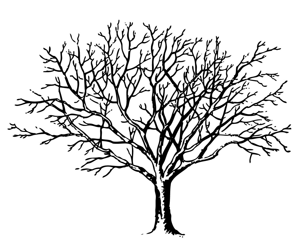 1212x967 Weird Coloring Pages Of Trees Without Leaves Tree Page To Print
