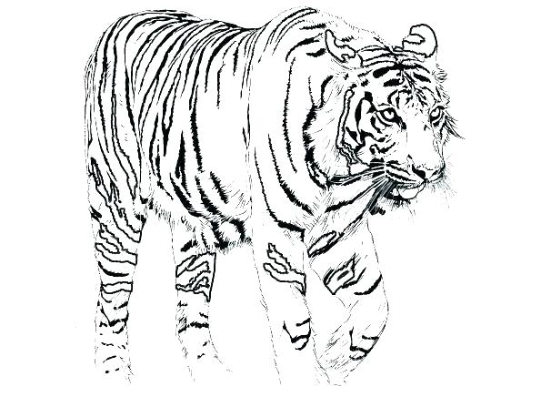 595x447 Awesome Tiger Coloring Pages Print Coloring Pages Also Awesome