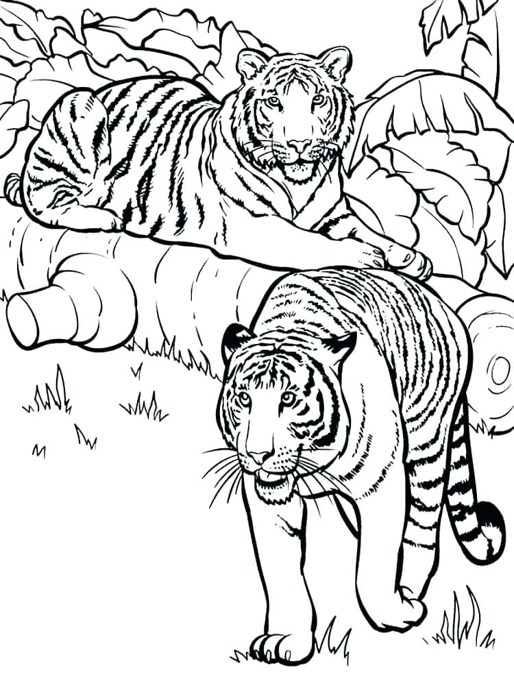 750x1000 Tiger Coloring Picture Tiger Coloring Pages Photo Daniel Tiger