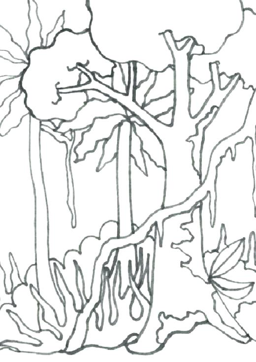 520x735 Tropical Coloring Pages Rain Forest Coloring Pages Tropical
