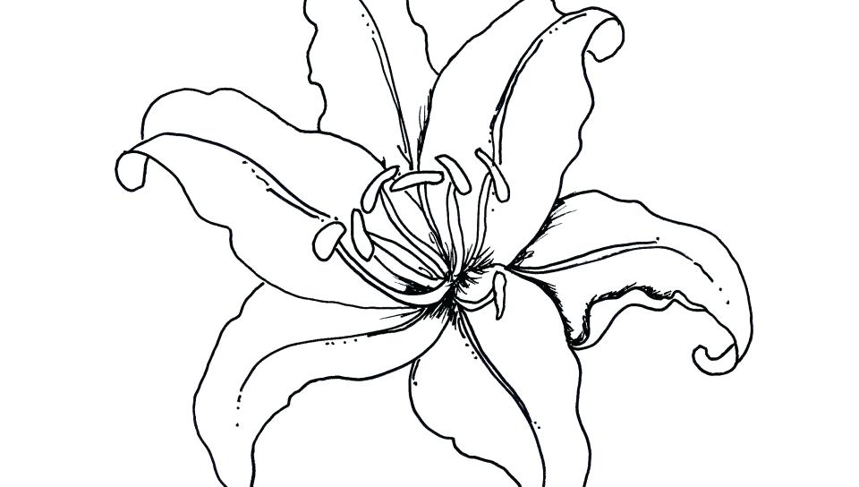 960x544 Tropical Coloring Pages Printable Coloring Pages Tropical Coloring