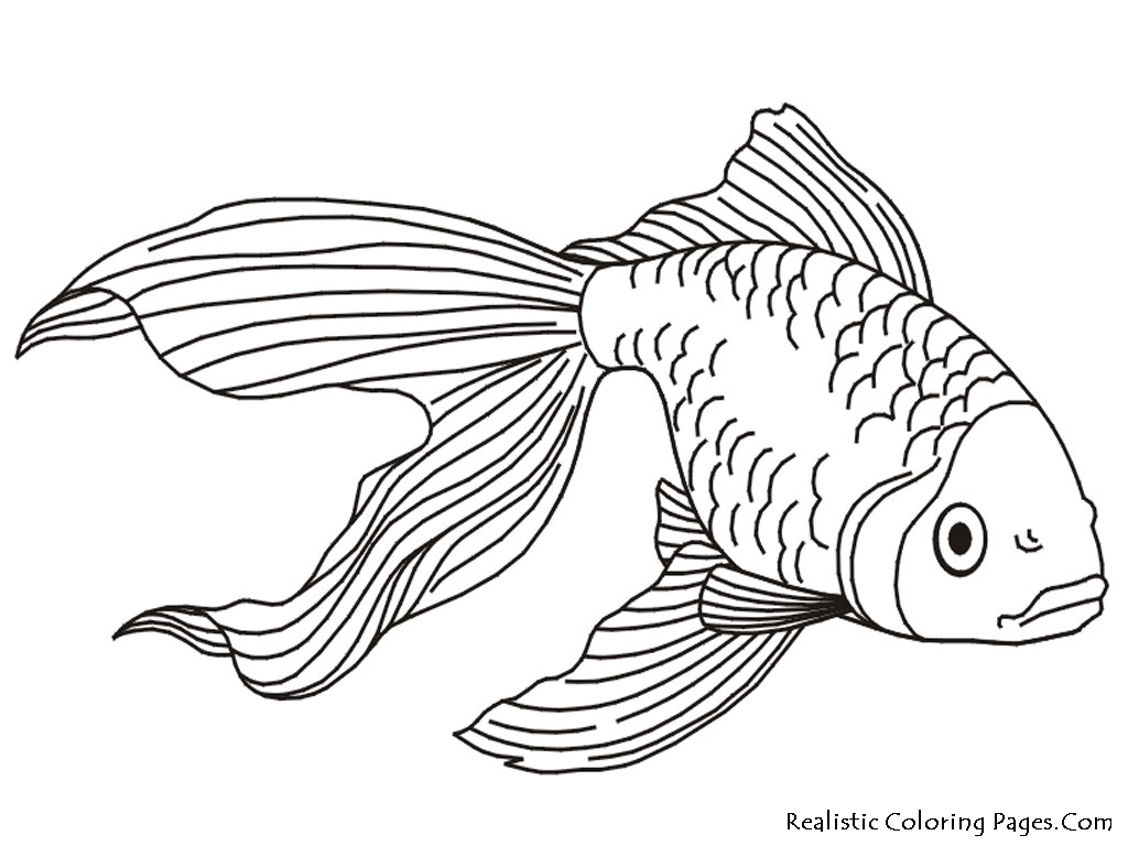 1024x768 Best Of Tropical Fish Coloring Pages Free Coloring Pages Download