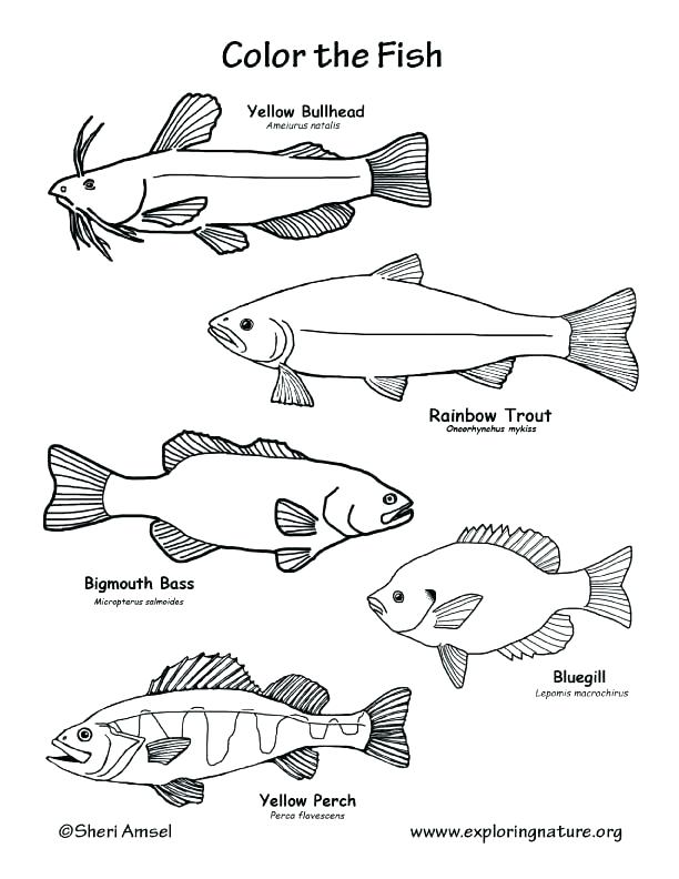 612x792 Fish Color Pages Fish Color Page Tropical Fish Coloring Pages This