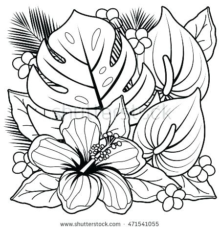 450x470 Hibiscus Flower Coloring Pages Flowers Coloring Book Plus Tropical