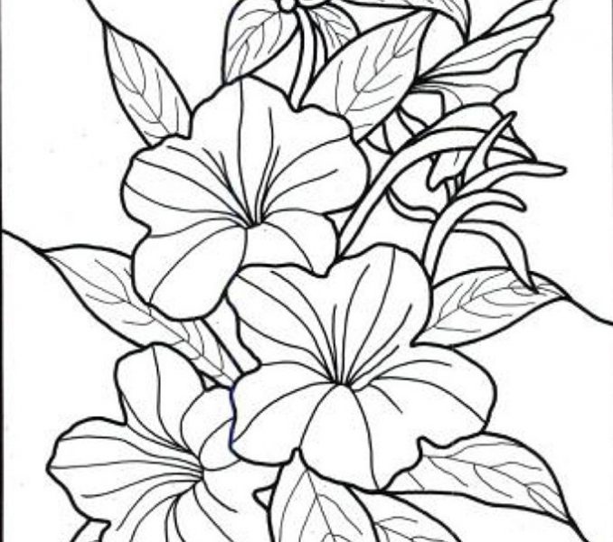 678x600 Seasonal Colouring Pages Tropical Flower Coloring On World Flower