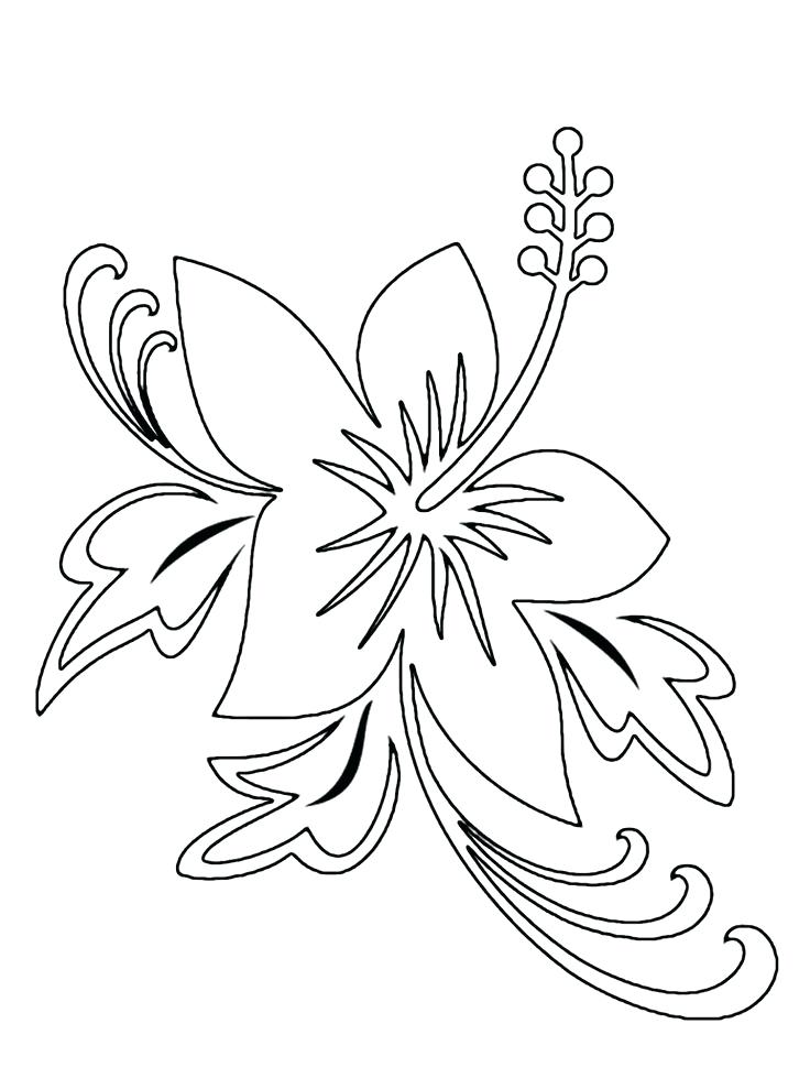 736x989 Tropical Flower Coloring Pages Craft And Dyi Clipart Library