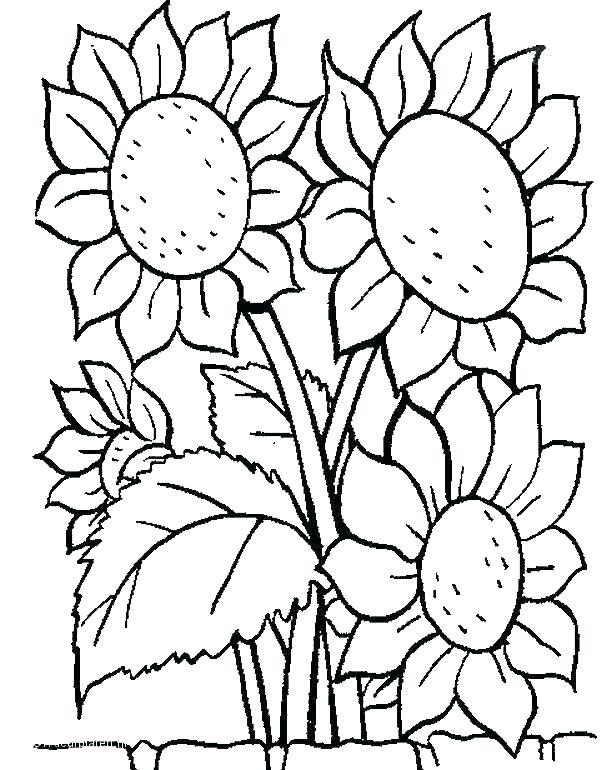 616x770 Tropical Flower Coloring Pages To Print Color Bros Tropical