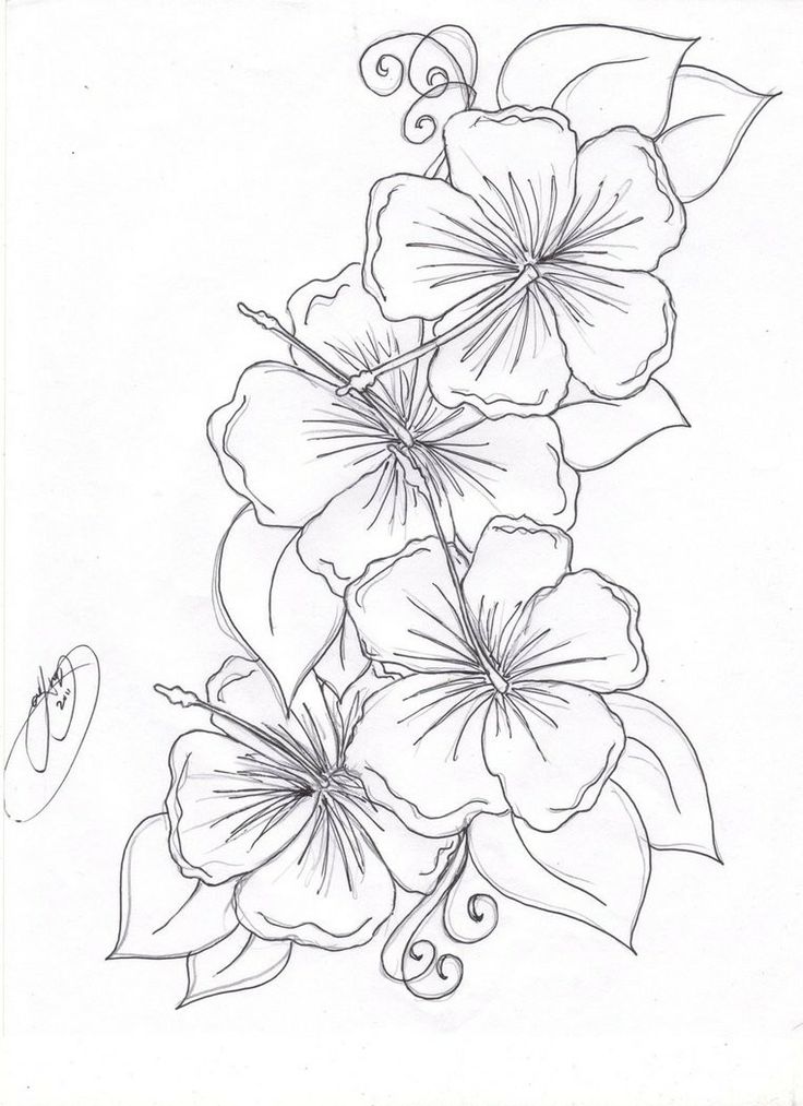 736x1013 Tropical Flowers Coloring Pages