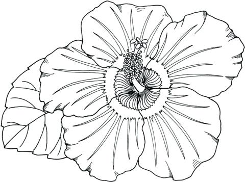 480x357 Tropical Flowers Colouring Pages Flower Coloring Printable Color