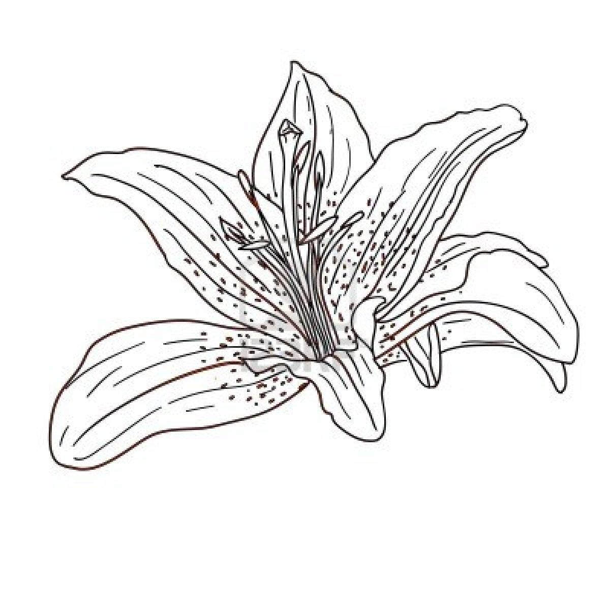 1200x1200 Tropical Flower Coloring Pages