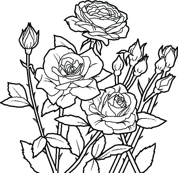 593x577 Flower Coloring Pages Coloring Pages Tropical Flower Flower