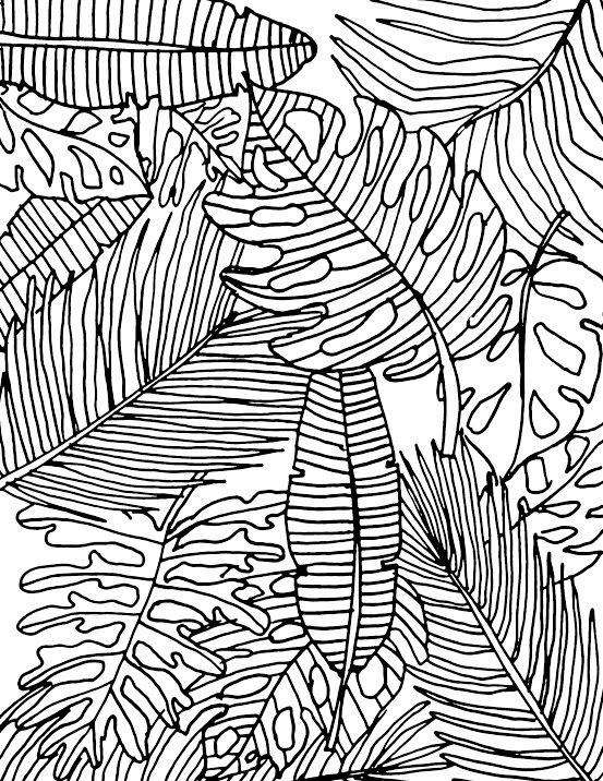 553x716 Displaying Tropical Leaves Coloring Page.jpg )