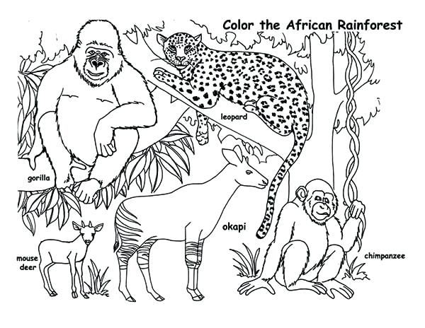 Idea Rainforest Animals Coloring Pages Or Animals Coloring Page 45 600x464 Idea Rainforest Animals Coloring Pages Or Animals Coloring Page 45