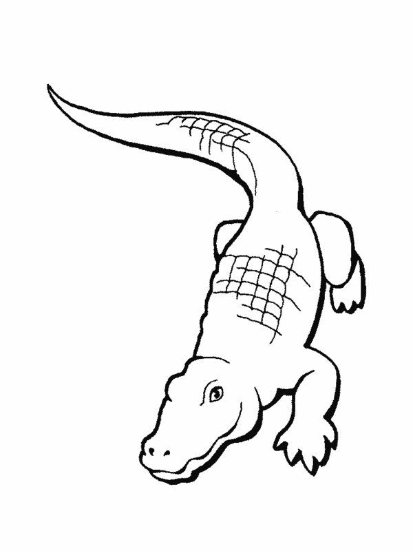 Rainforest Reptiles Coloring Pages Picture 5 Daycare 600x800 Rainforest Reptiles Coloring Pages Picture 5 Daycare