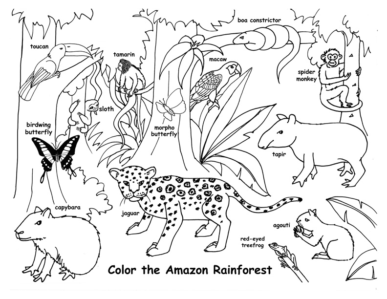 Rainforest Animal Coloring Pages 792x612 Rainforest Animal Coloring Pages