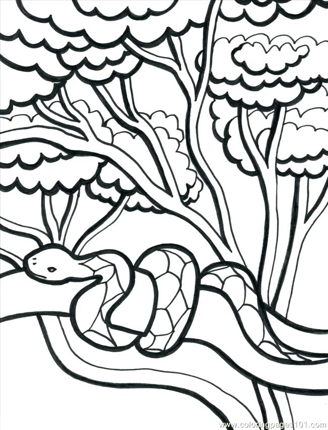 Rainforest Animal Coloring Pages Coloring Pages Coloring Page N 650x852 Rainforest Animal Coloring Pages Coloring Pages Coloring Page N