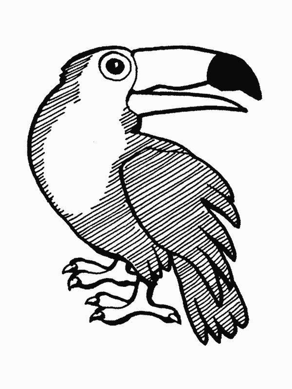 Rainforest Animals Coloring Pages Printable Rainforest Animal 600x800 Rainforest Animals Coloring Pages Printable Rainforest Animal