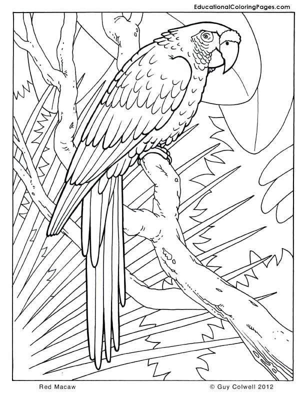 Rainforest Animals Coloring Pages Coloring Pages Animals Animals 612x792 Rainforest Animals Coloring Pages Coloring Pages Animals Animals
