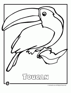 Endangered Toucan Animal Coloring Page For Beavers 231x300 Endangered Toucan Animal Coloring Page For Beavers