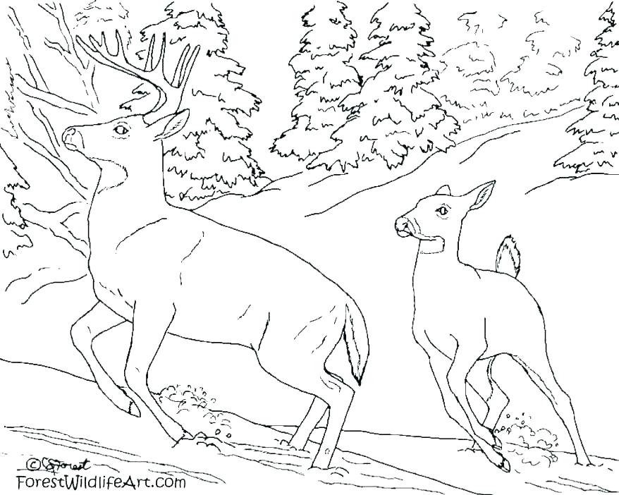 Forest Animal Coloring Pages Animals Coloring Pages Animals 878x702 Forest Animal Coloring Pages Animals Coloring Pages Animals