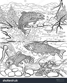 Brown Trout Coloring Page From Trouts Category. Select From 20946 236x293 Brown Trout Coloring Page From Trouts Category. Select From 20946