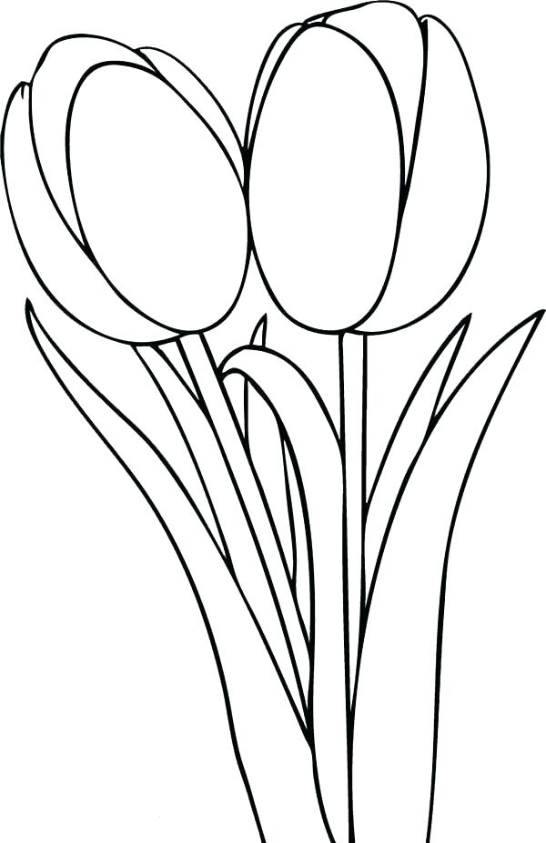 600x927 Tulip Coloring Page Tulip Coloring Pages Seven Tulips Coloring