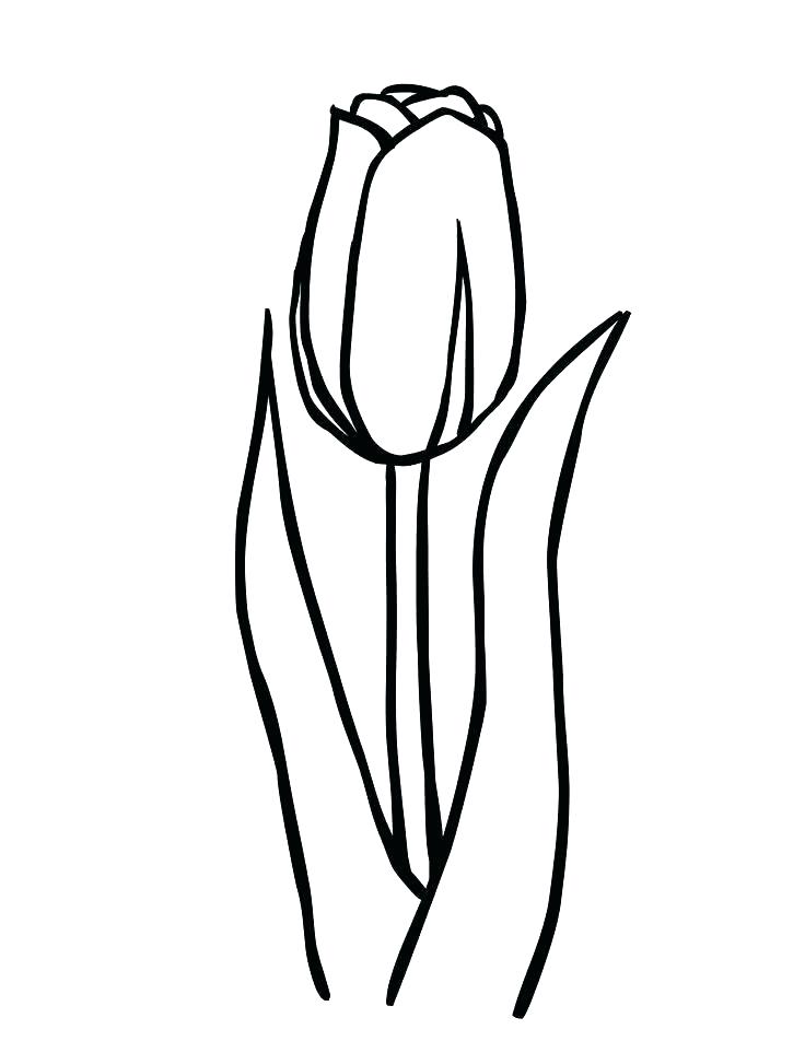 736x952 Tulip Coloring Page Tulip Pictures To Color Tulips Coloring Page