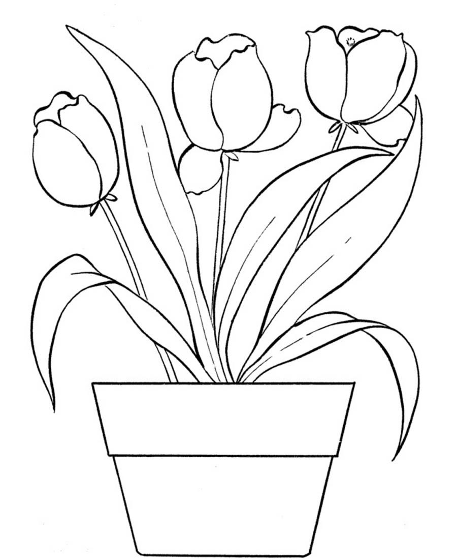 900x1101 Tulip Coloring Pages For Kids Me Endearing Enchanting